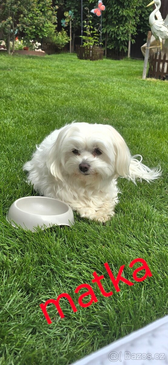 Nabízíme k prodeji dvě štěňata ( pejsky ) - 7