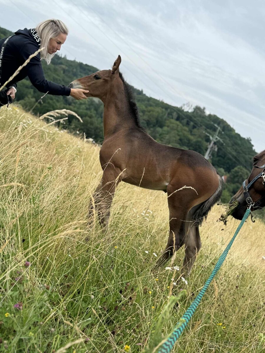 Hřebeček ČT -2025 - 7
