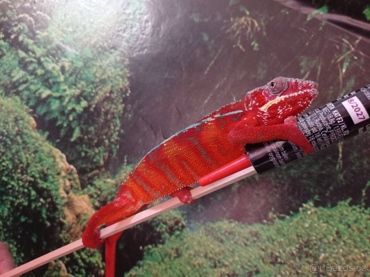 Chameleon pardáli - 7