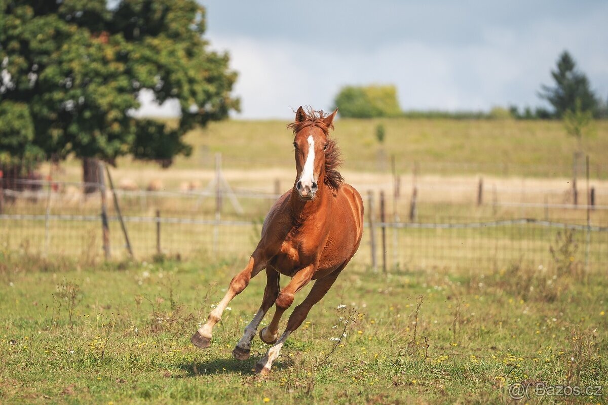 Klisna sportovního knabstruppera - 7
