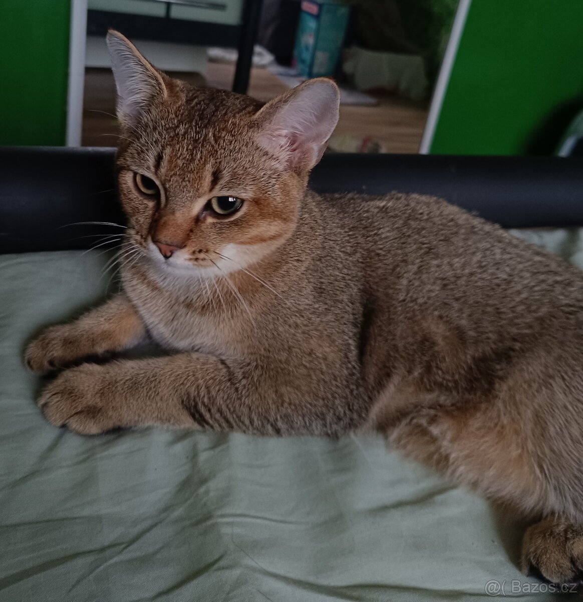 Britský kocourek bez PP - 7