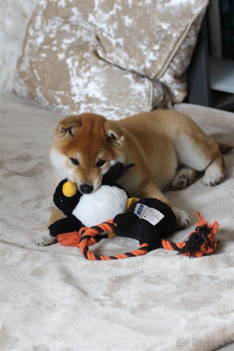 Shiba štěně pejsek - 7