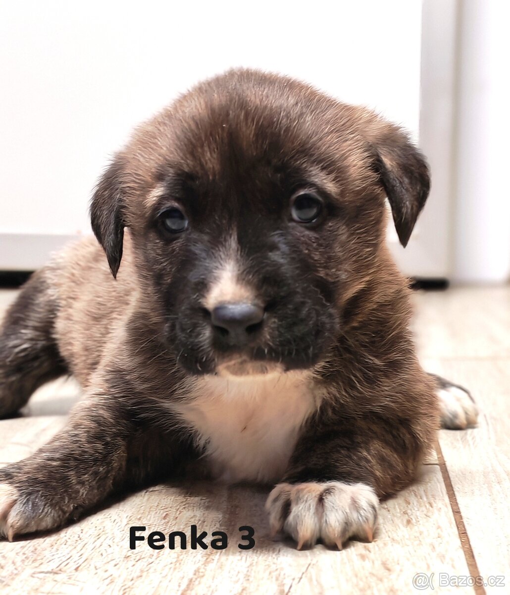 středoasijský pastevecký pes - 7