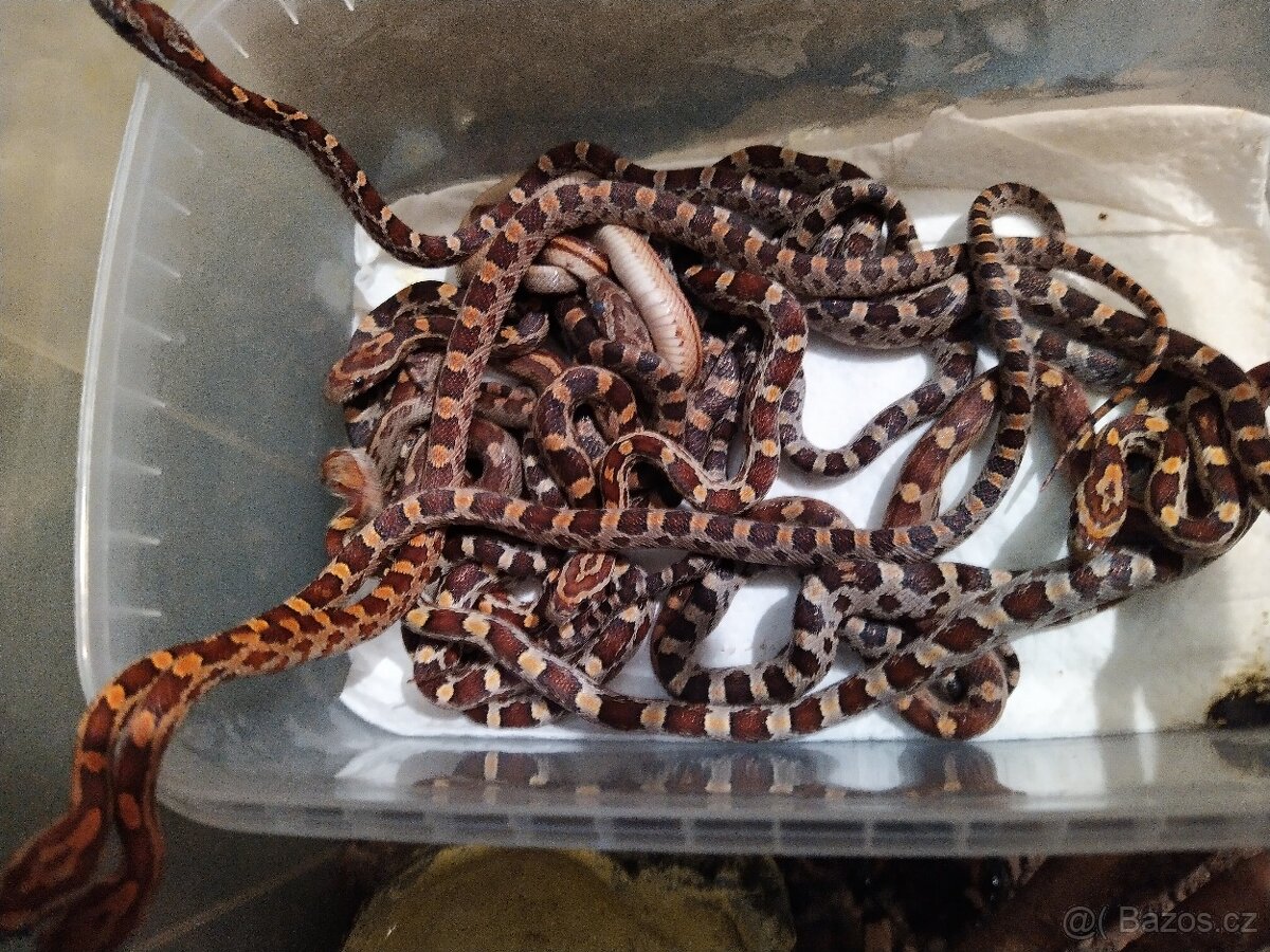 UŽOVKA ČERVENA - 7