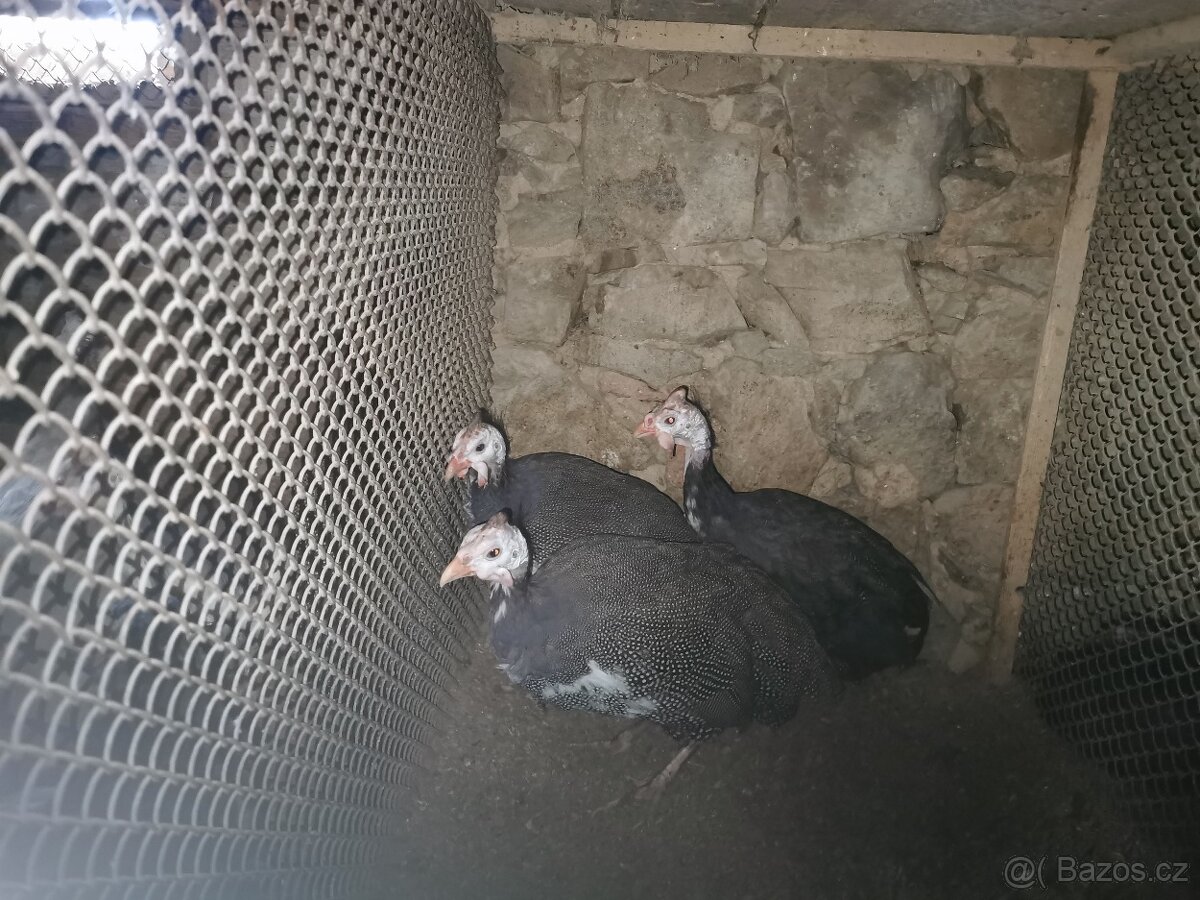 Slepice perličky, holubi - 7