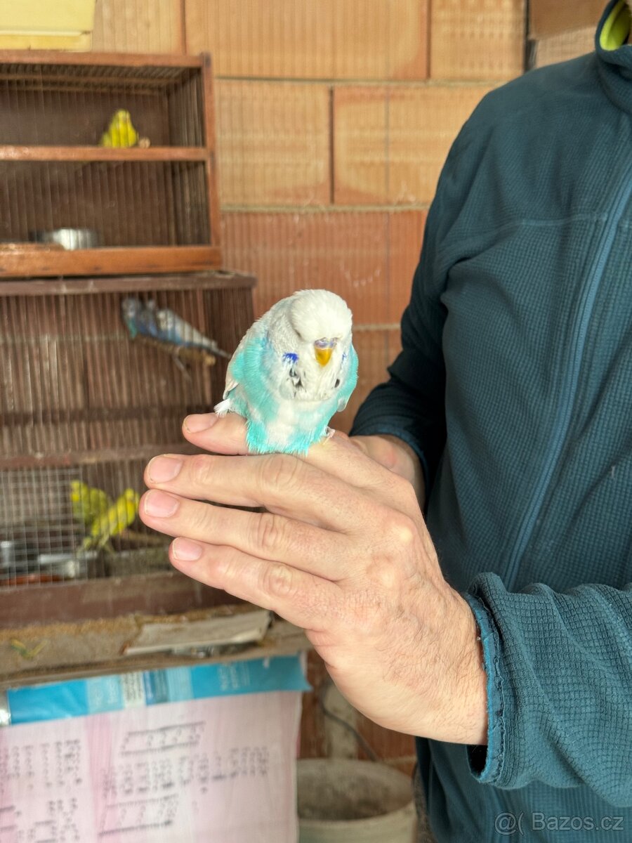 Andulky krotké a ochočené - 7