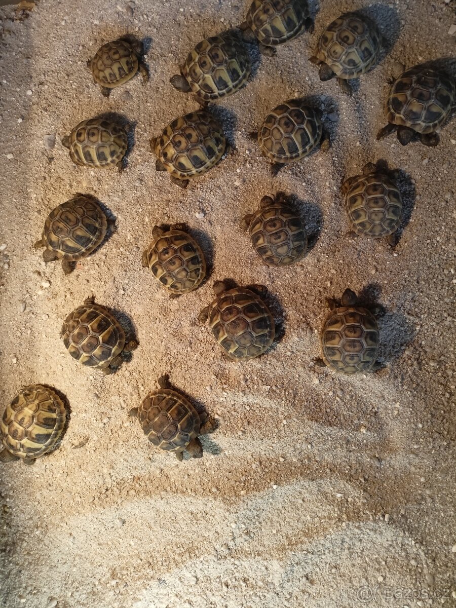 Želva zelenavá Testudo hermanni - 7