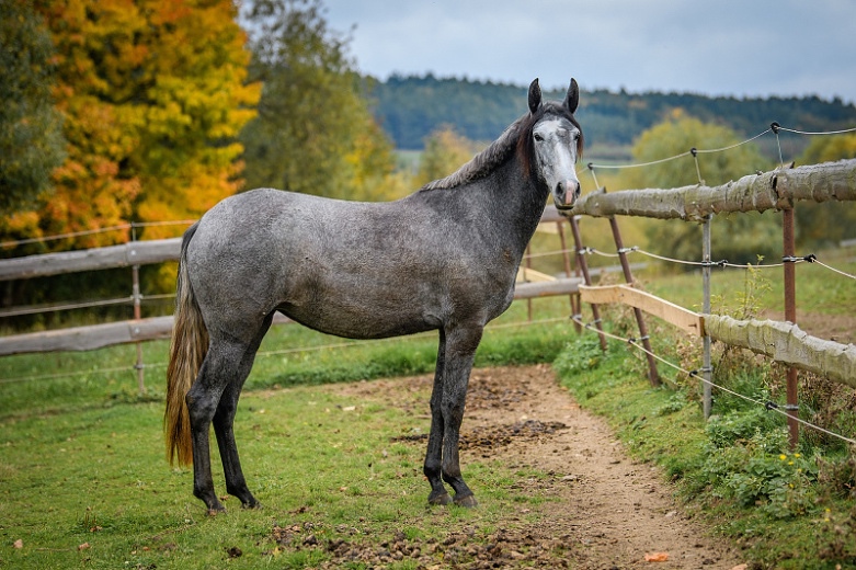 Lusitano charakterní klisna - 7