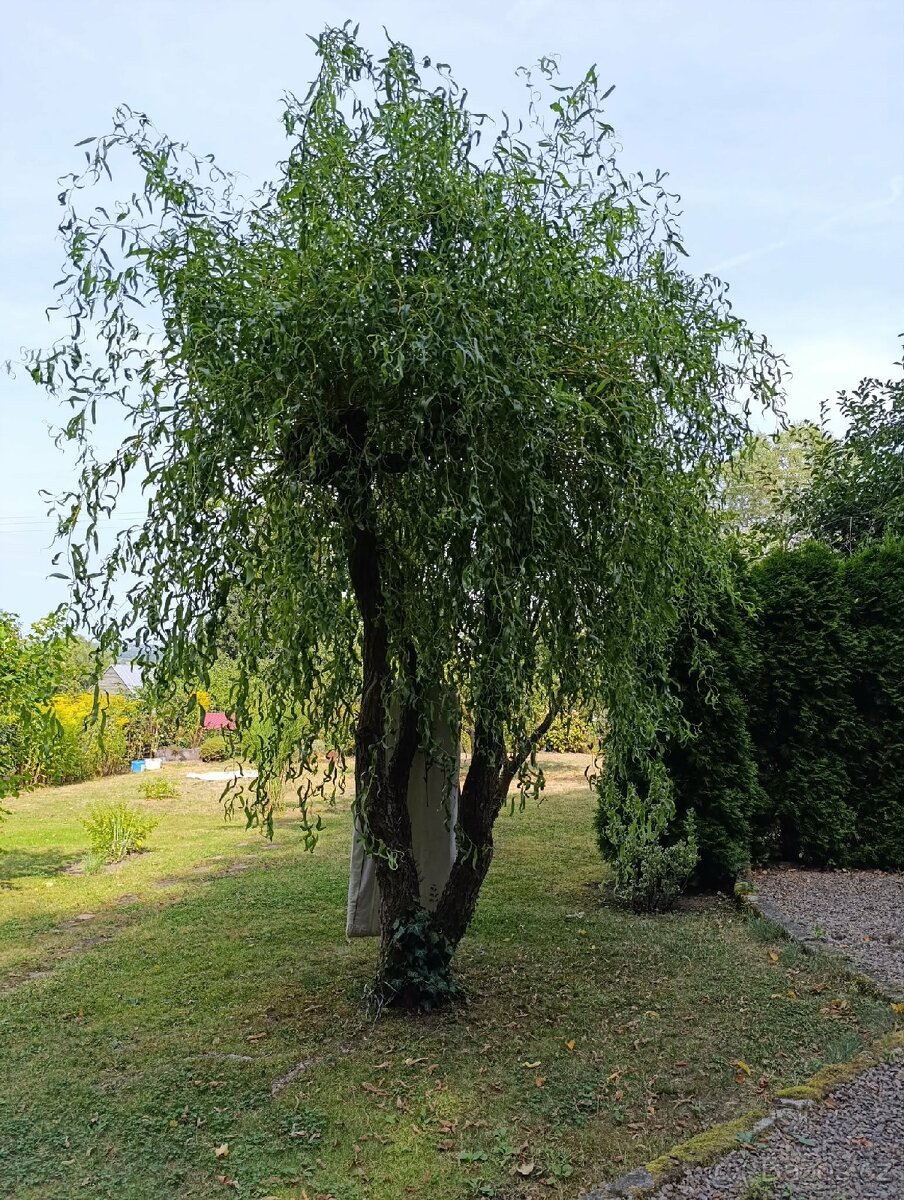 Klidná zahrada - 7