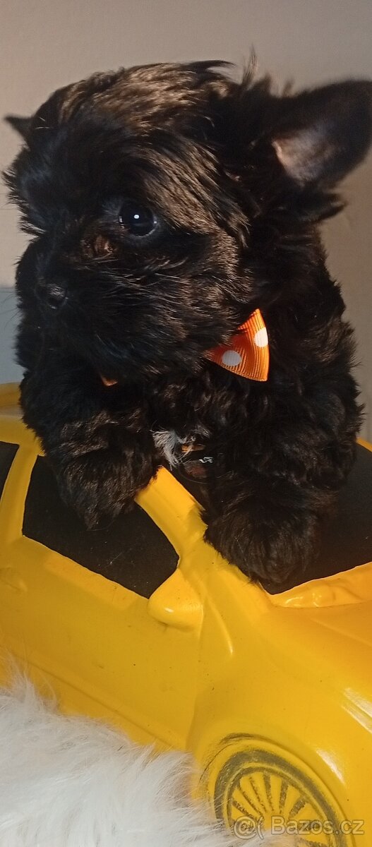 Jorkšírský teriér,Black,Merle,Biewer - 7