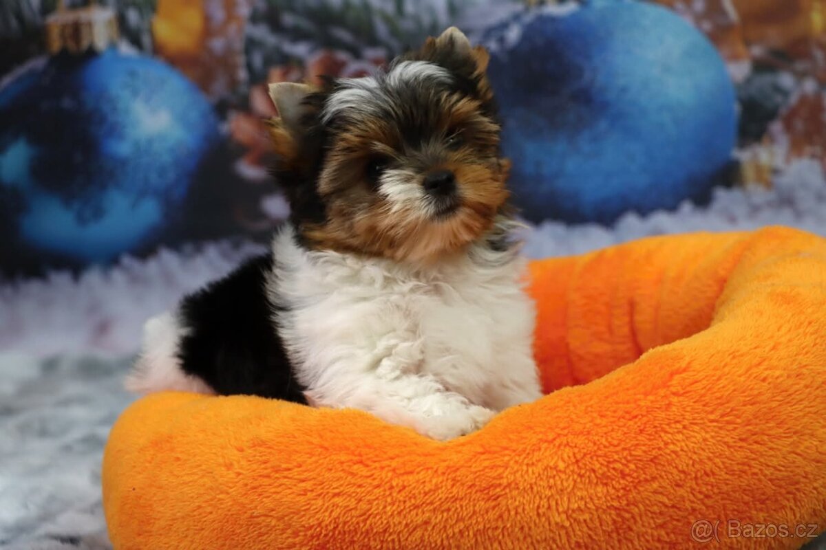 Biewer terriér jorkšírský - 7