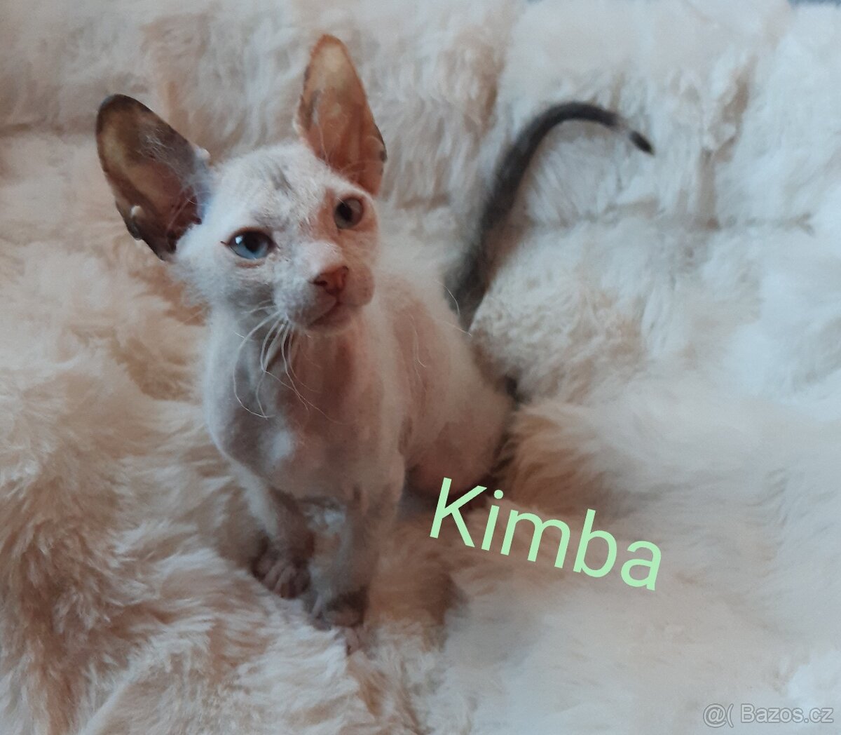 Don Sphynx Koťátka - 7