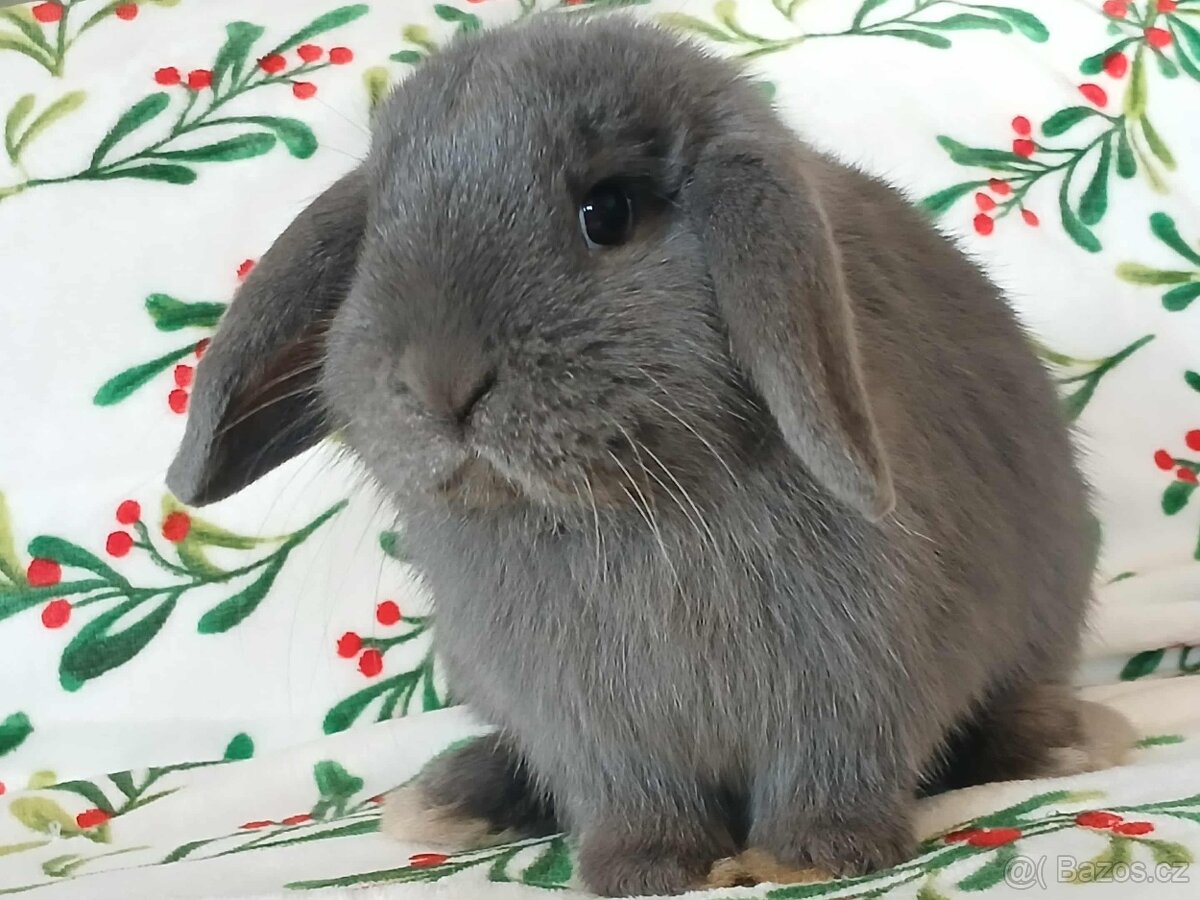 Volná samička - Anglický Zakrslý Beránek MiniLop🍑🧡🤍 - 7