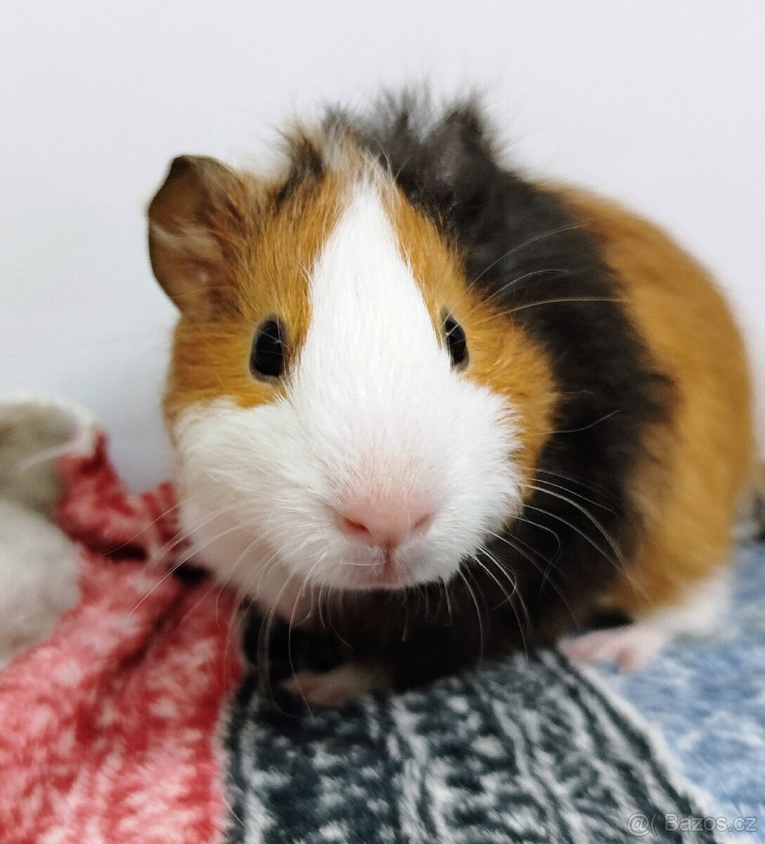 Morče, Morčata, Morčátko, Morčátka - KEVIN - 7