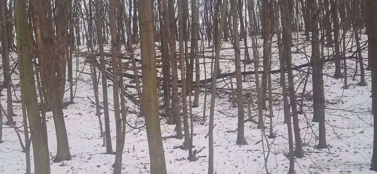 Palivové dřevo - 7