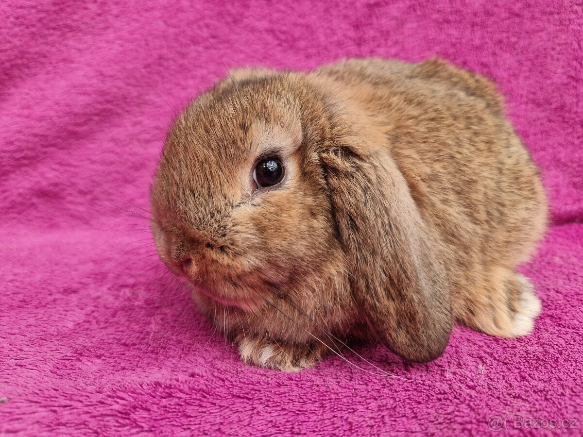 Zakrslý beránek samička - 7