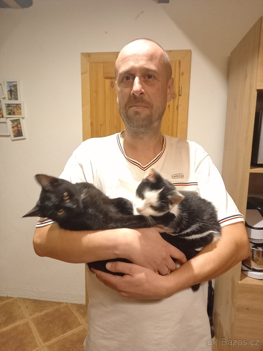 Darujeme kočičky do dobrých rukou - 7