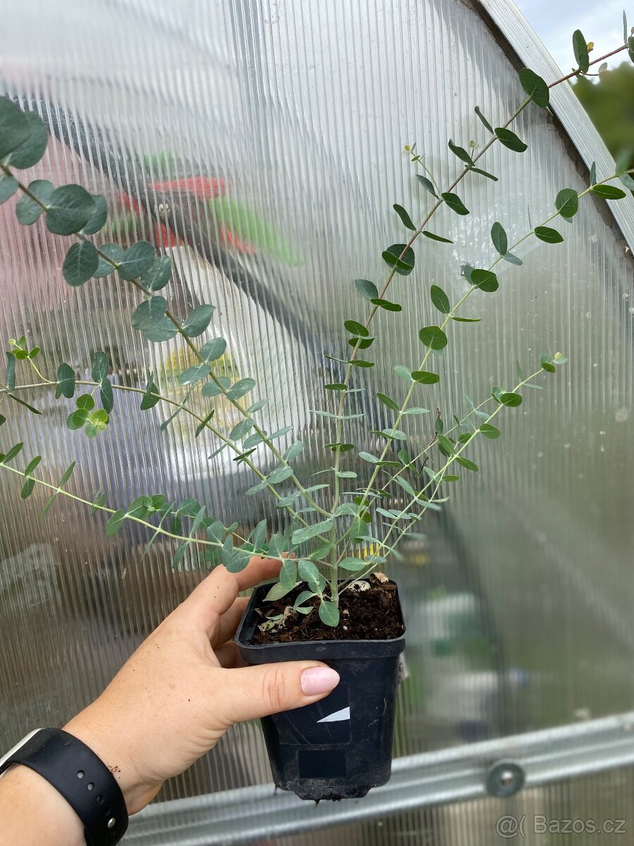 Prodej Eukalyptů - 7