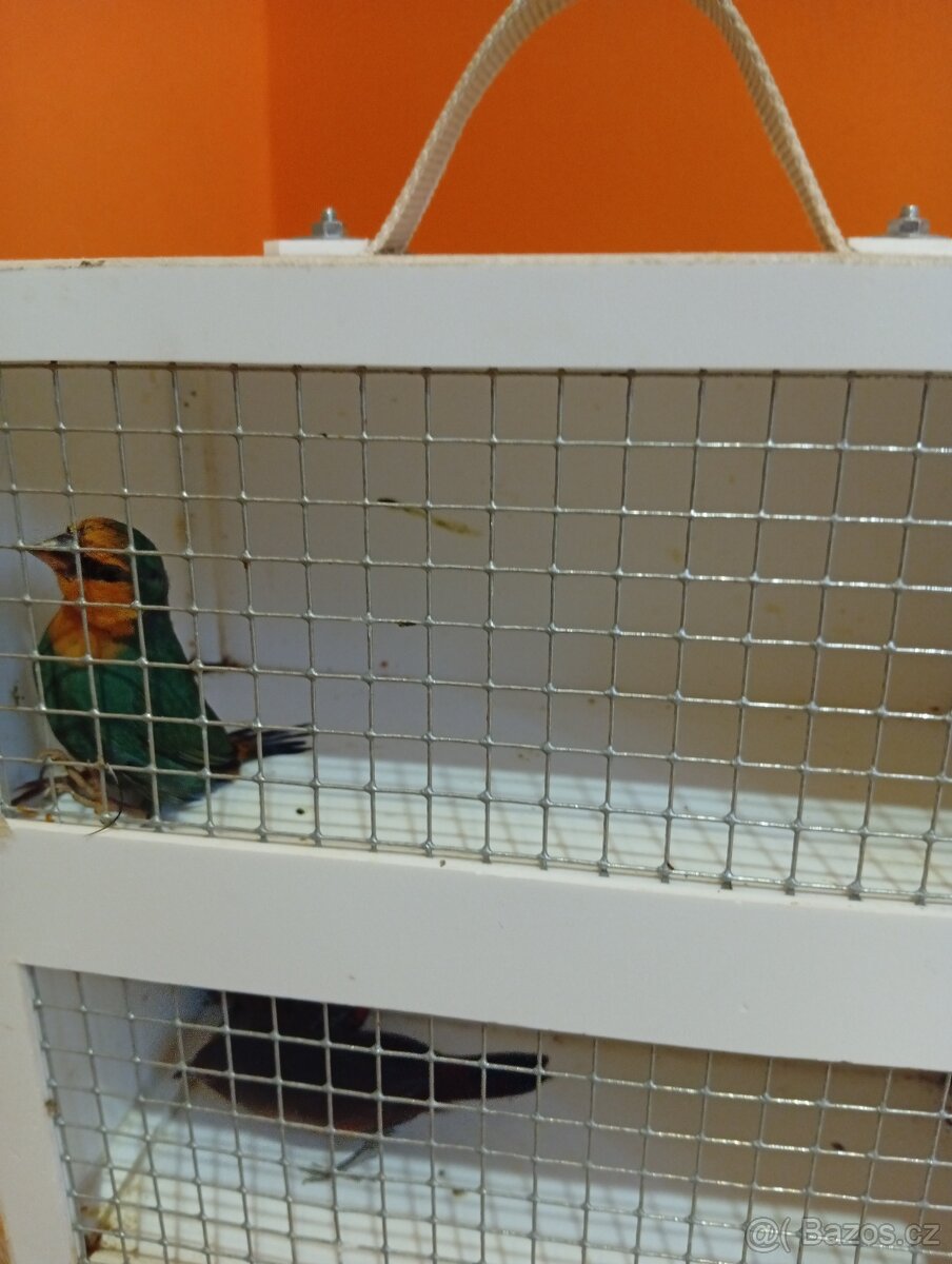 Amada papouščí červenohlavá, drobot - 7