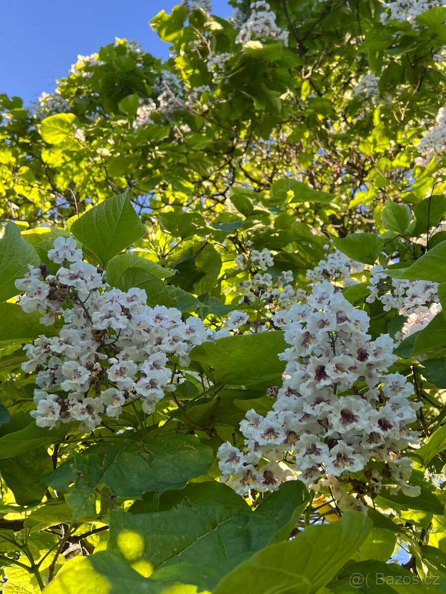 Rostlinky KATALPA královská - 7