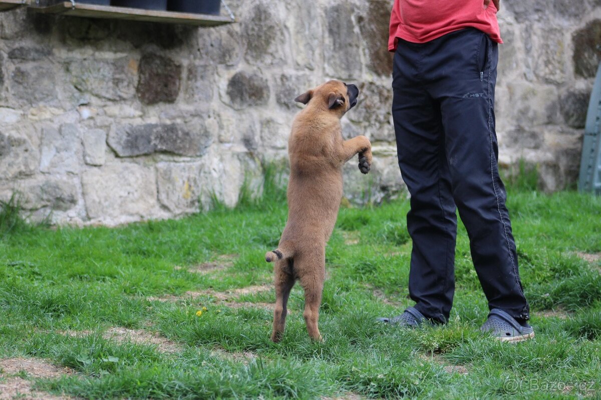 Belgický ovčák malinois s PP - 7