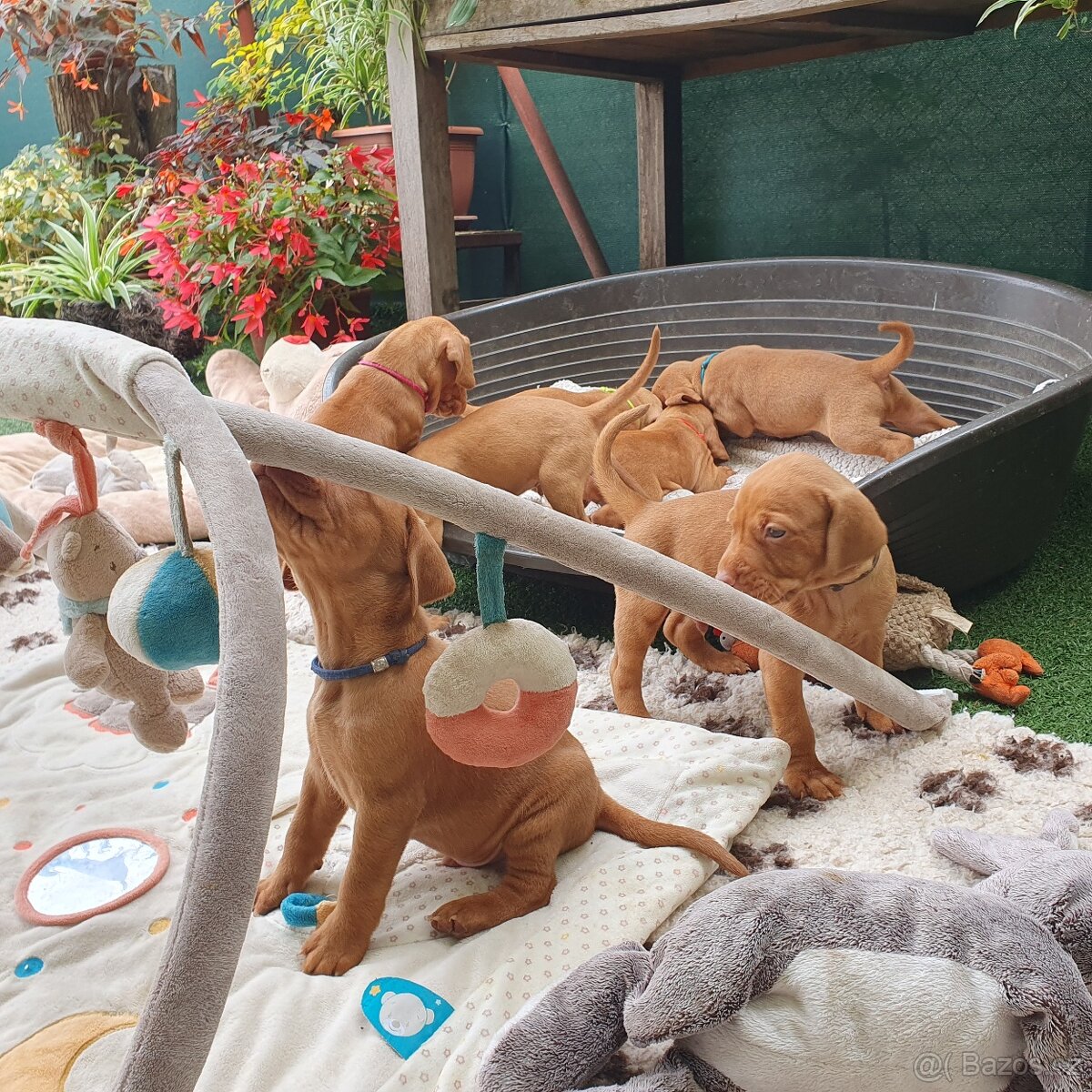 Maďarský ohař krátkosrstý s PP - 7