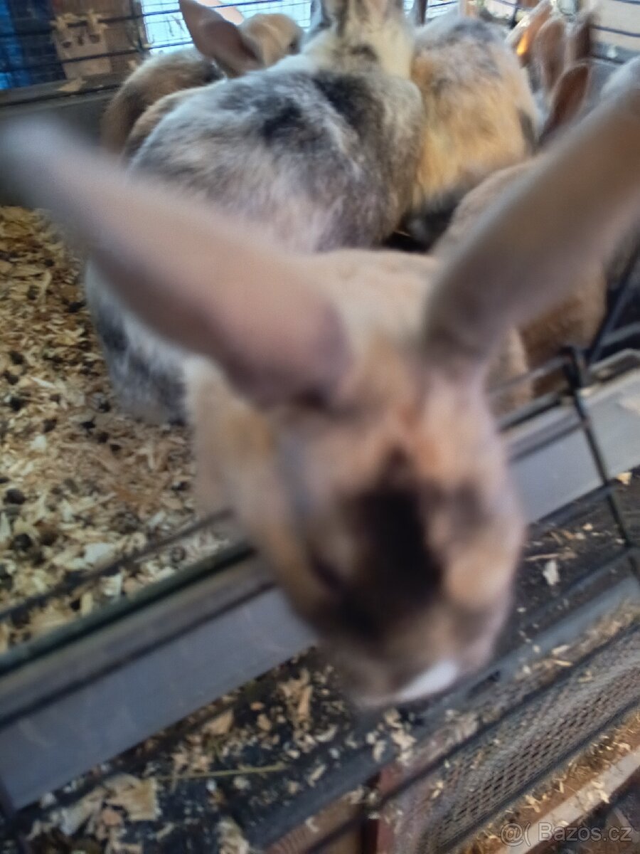 Zakrslý králíček barevný - 7