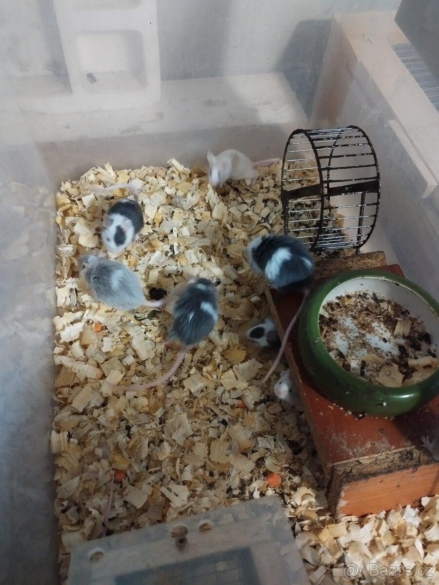 Potkani a barevné myšky - 7