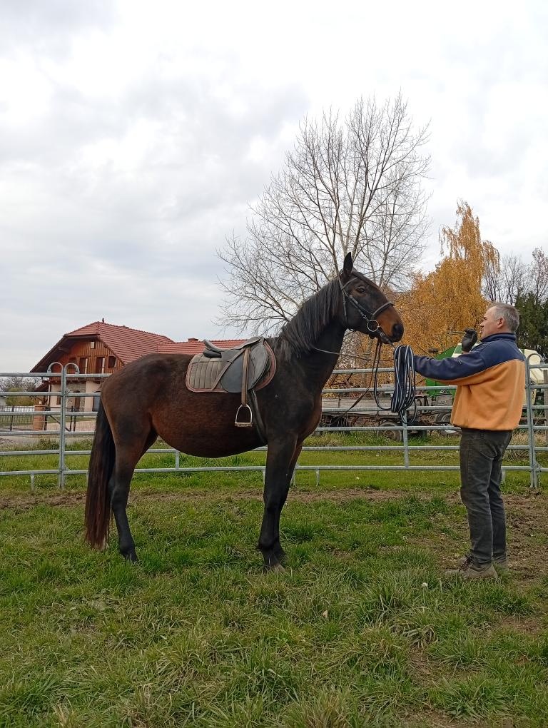Kladrubska klisna 3,5 let - 7