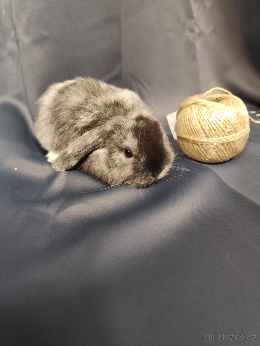 Vymazlení zakrslí králíčci - teddy, minilop, beranek, kratko - 7