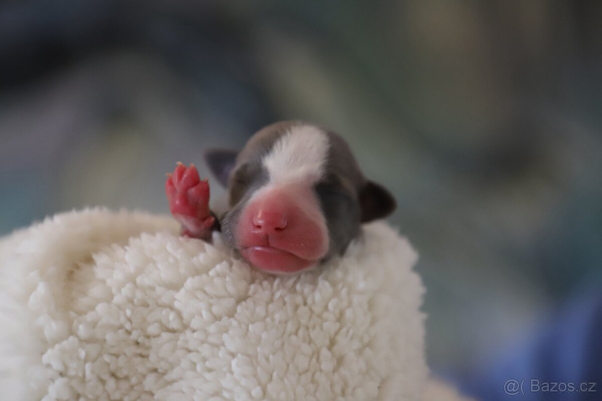 Whippet / Vipet s PP - 7