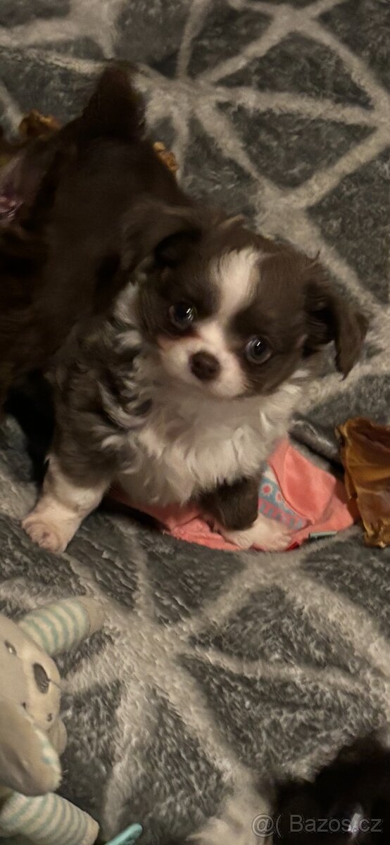 Chlapečkové čivava s PP FCI - 7