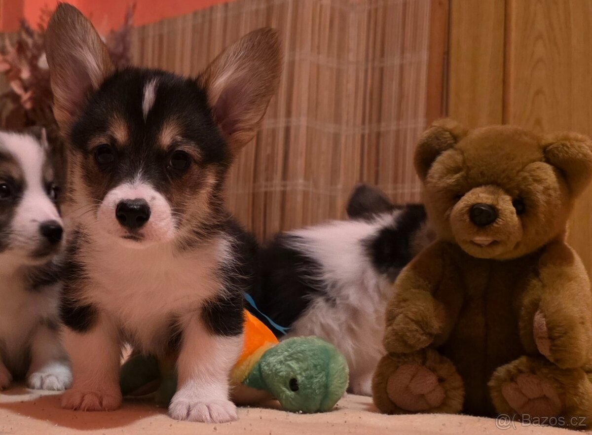 Welsh corgi pembroke s PP - 7