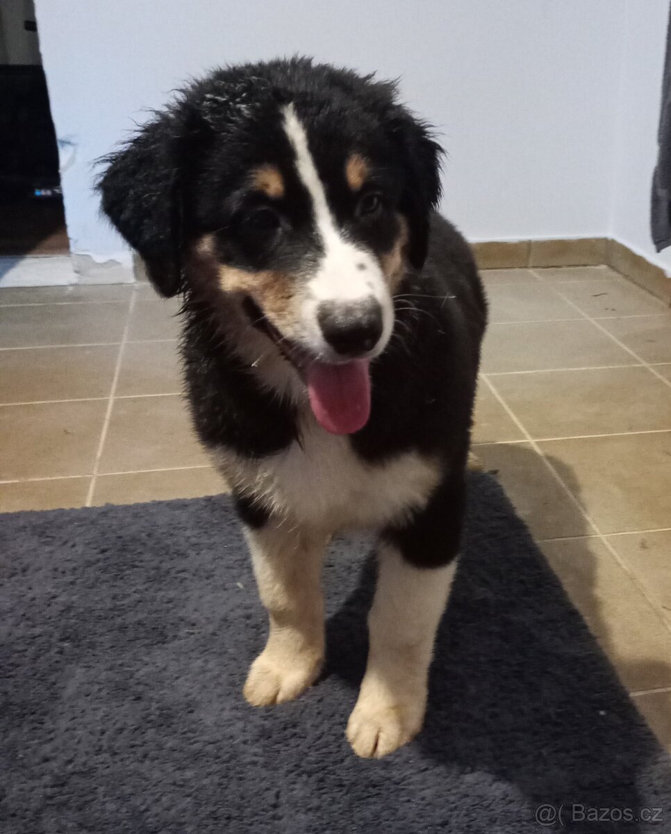 Australský ovčák bez PP - 7