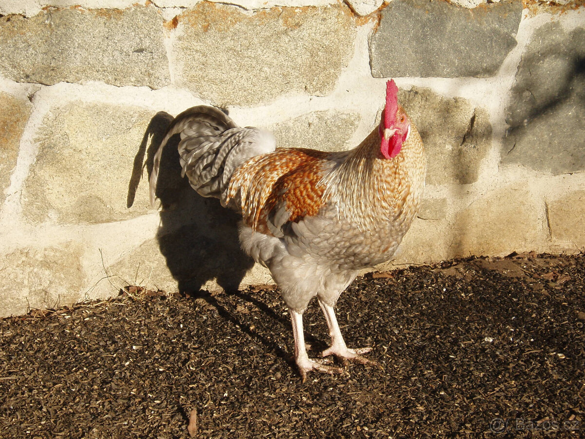 Kohout, kohouti do chovu - 7