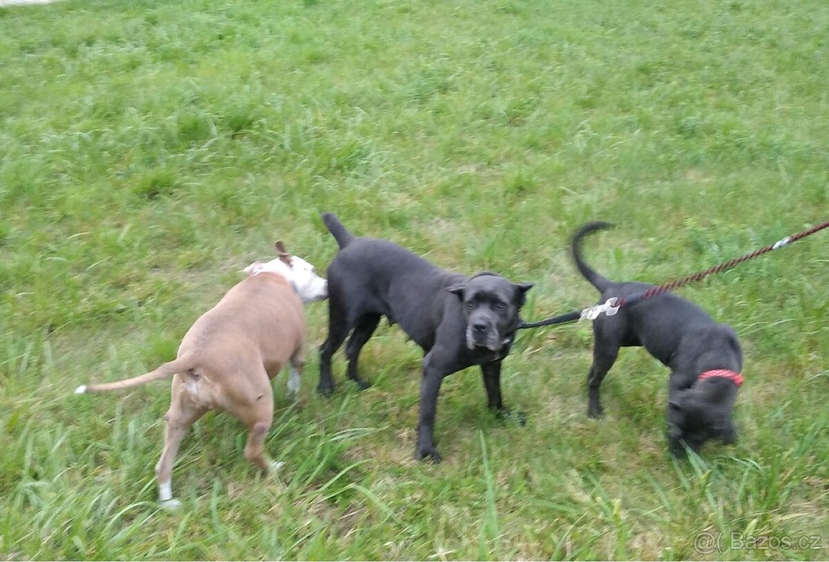 Cane Corso fena s PP - 7