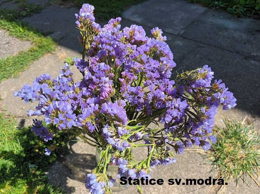 Sušené květiny - STATICE různé barvy. - 7