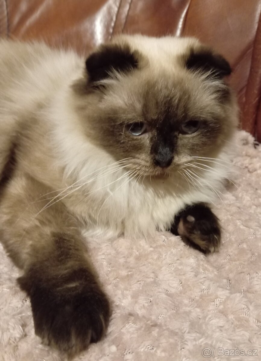 Skotská klapouchá, kotě, kočička. - 7