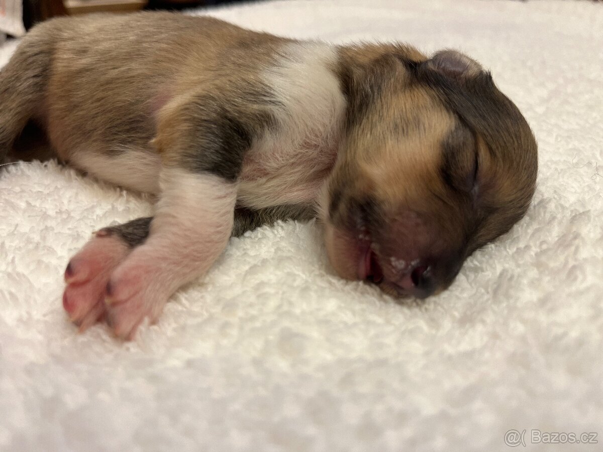 Skotská dlouhosrstá kolie - 7