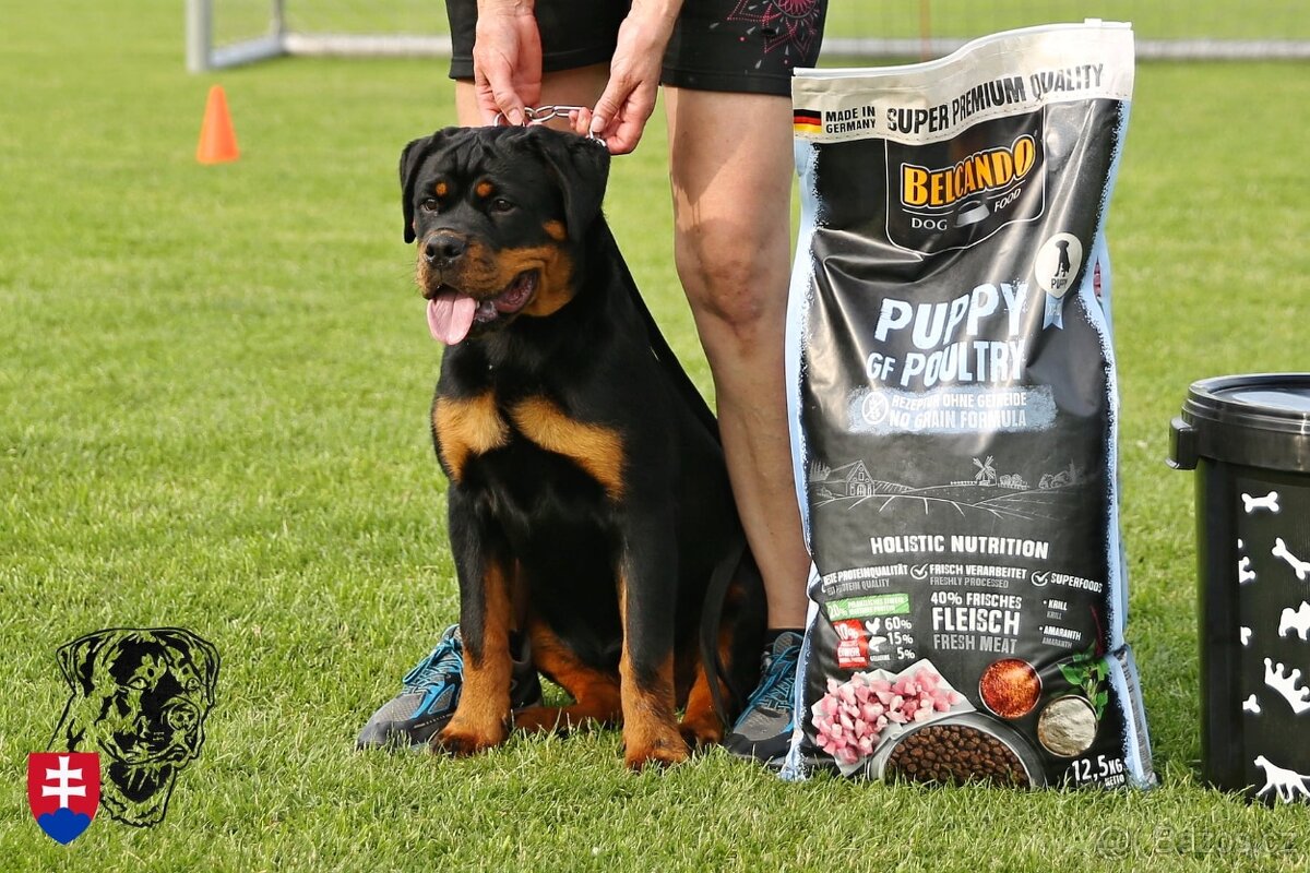 Rottweiler s PP (FCI) - 7