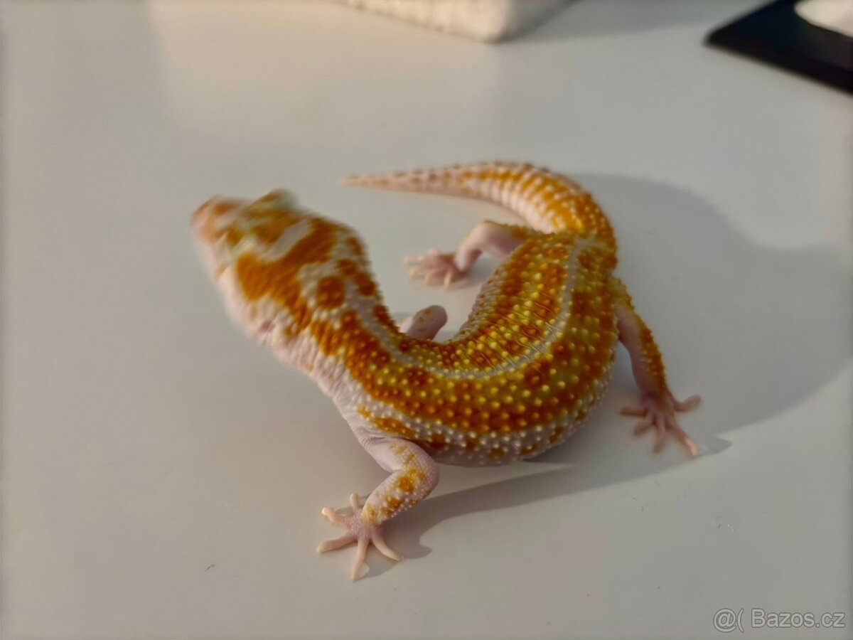 Gekončík noční 1.1 White&Yellow Fire Tangerine Raptor - 7