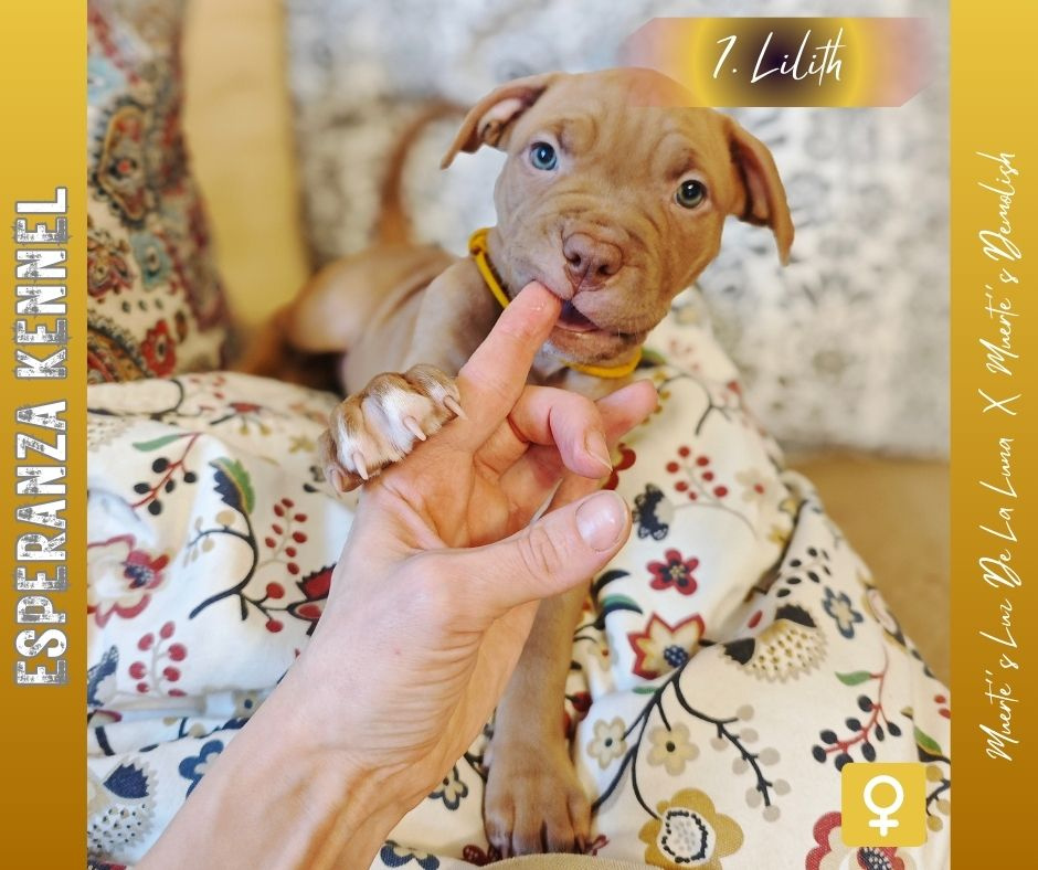 Americký pitbulterier štěňata s PP - 7