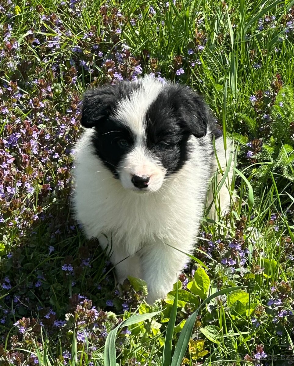 Border kolie - 7