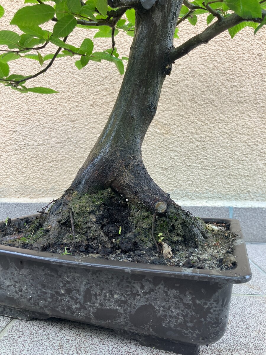 Bonsai, Bonsaj, habr obecný - 7