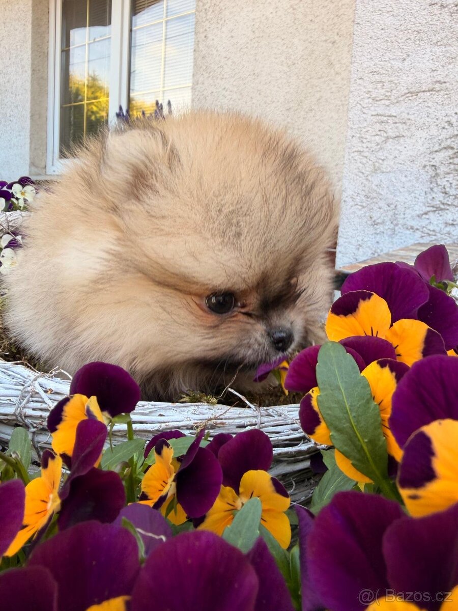 Pomeranian s p.p - 7
