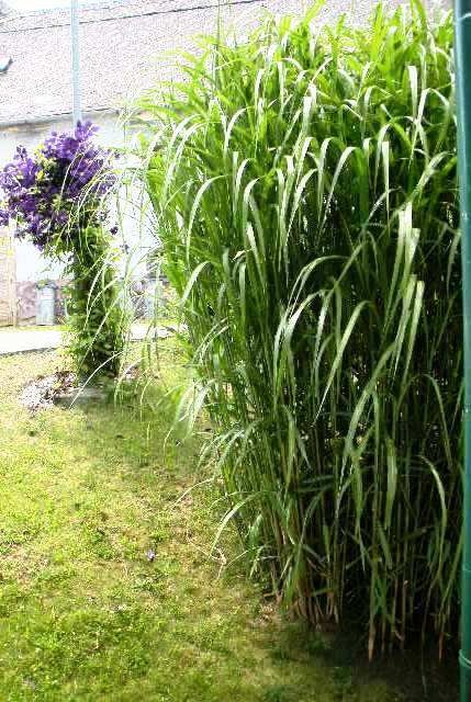 MISCANTHUS GIGANTEUS ♥ OZDOBNICE OBROVSKÁ - 7