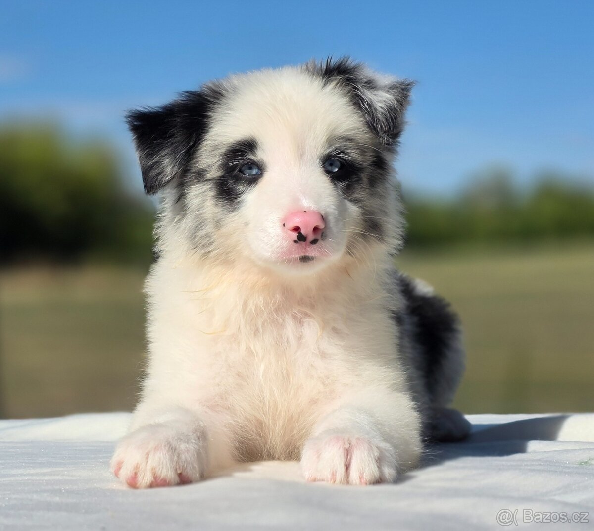 Border kolie Collie/ kólia - 7