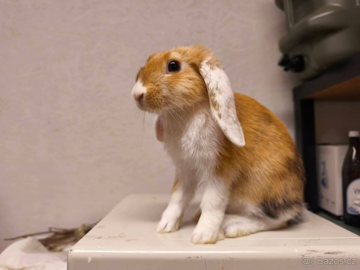 Sportovní králík - 7