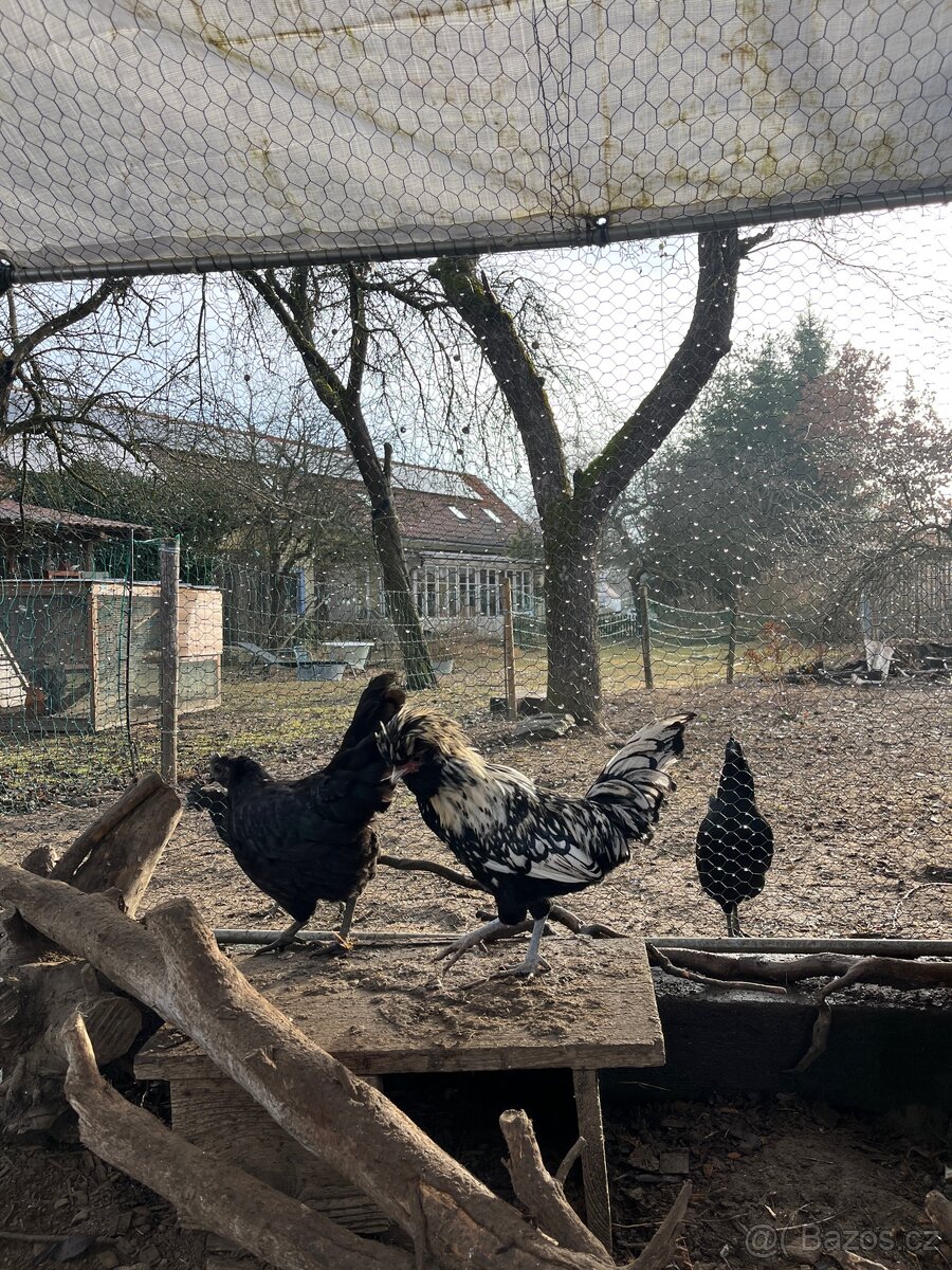 Paduanka- kohouti - 7