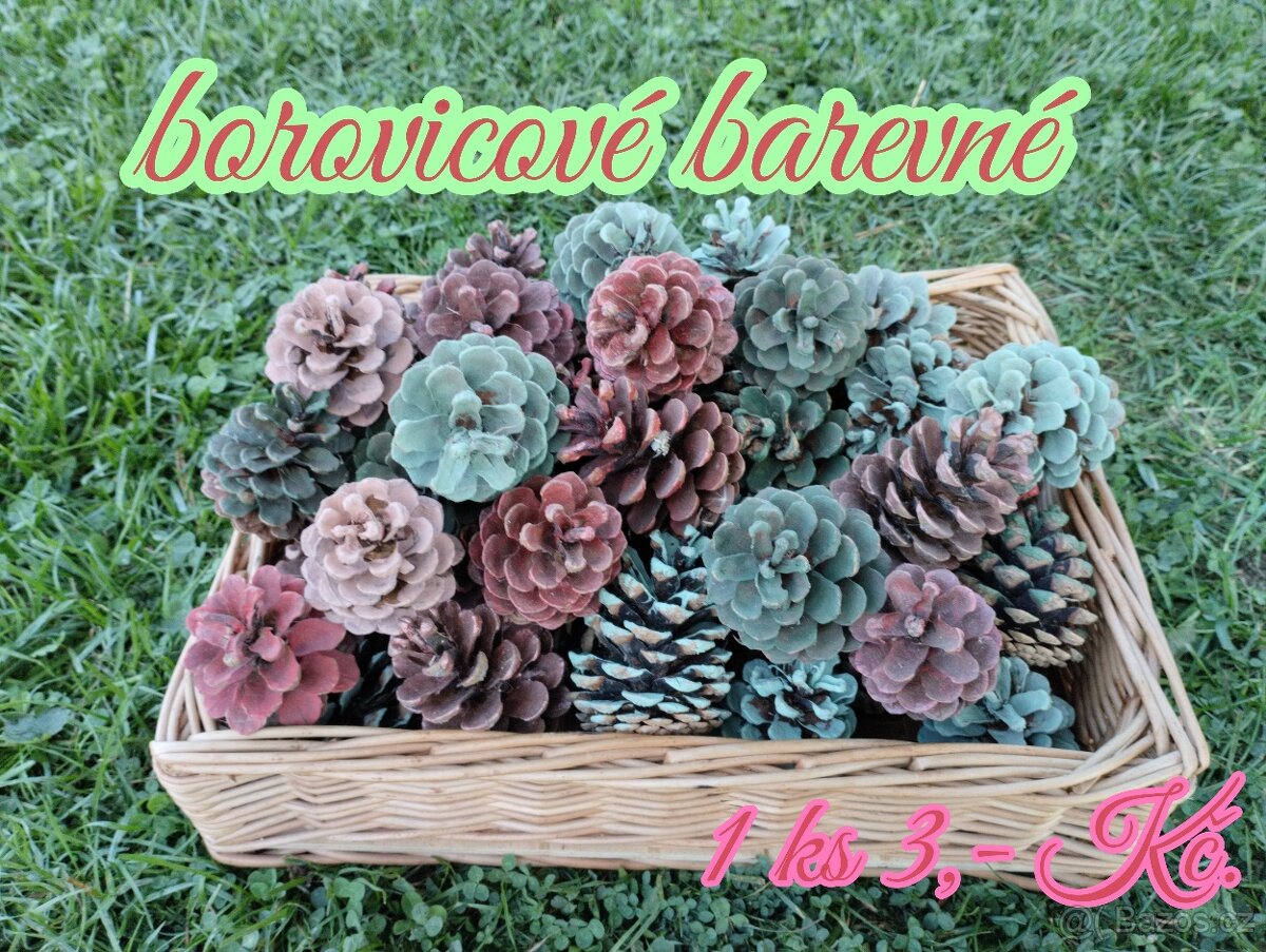 Borovicové šišky - 7